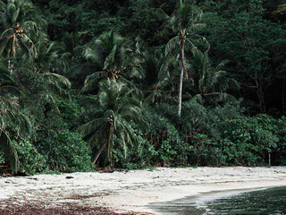 Responsible palm oil: truth or lie?