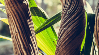 Natural vegetable oils, the best choice for your skin