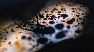 Mineral oils in cosmetics: no oil on my skin!