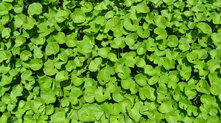 Quels sont les bienfaits de la Centella asiatica pour les peaux matures ?