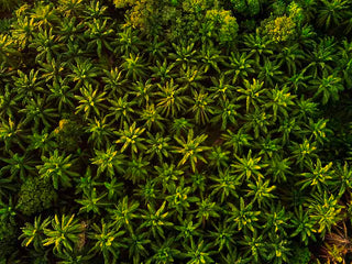 Consommation mondiale d'huile de palme : la fin de la forêt primaire ?