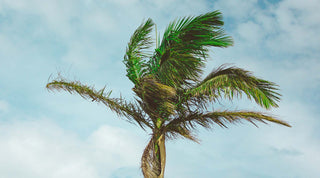 Huile de palme dans les cosmétiques : infographie pour l'éviter