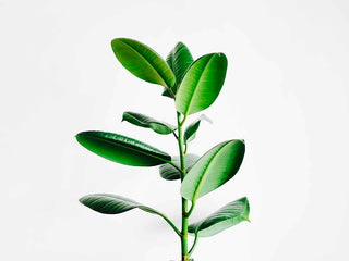 Naturel et d'origine naturelle, quelle différence ?