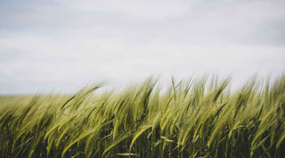 COSMOS Organic certification: why now?