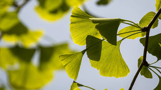 Les vertus du ginkgo biloba pour la peau