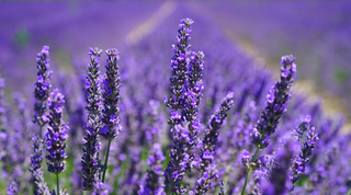 Lavande fine, lavande aspic, lavandin... comment s'y retrouver ?