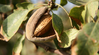 Comment agit l'acide mandélique sur la peau ?