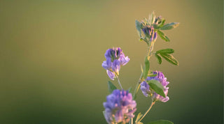 Alfalfa, l'ingrédient anti teint terne aux multiples bienfaits