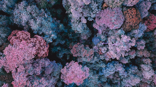 Les bienfaits des algues corallines pour la peau