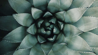 Quels sont les bienfaits de l'Aloe vera sur la peau ?