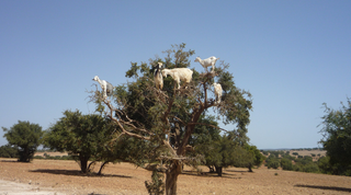 bienfaits huile d'argan