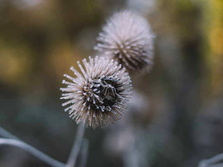 La bardane contre l'acné, un allié imparable ?