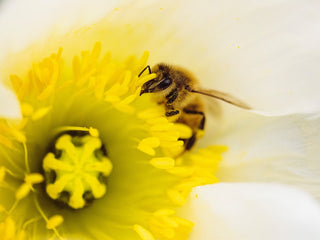 Comment éviter et soigner une allergie au pollen ?