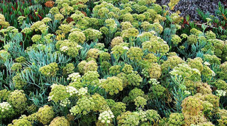 Criste marine : l'actif phare anti-âge issu de la biotechnologie marine