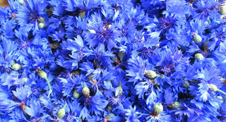 Eau florale de Bleuet : comment l’intégrer à sa routine beauté ?